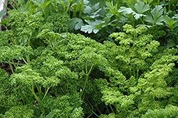 Parsley, Curley