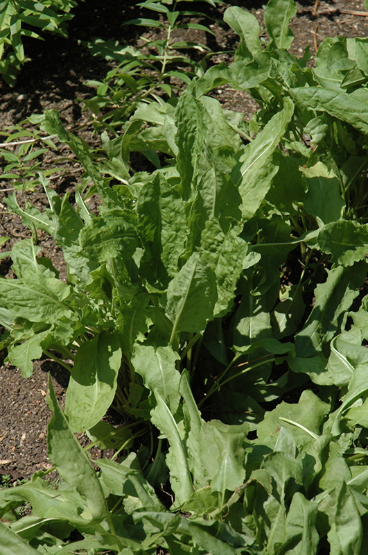 Sorrel, French