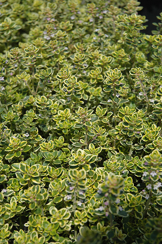 Thyme, Lemon Creeping
