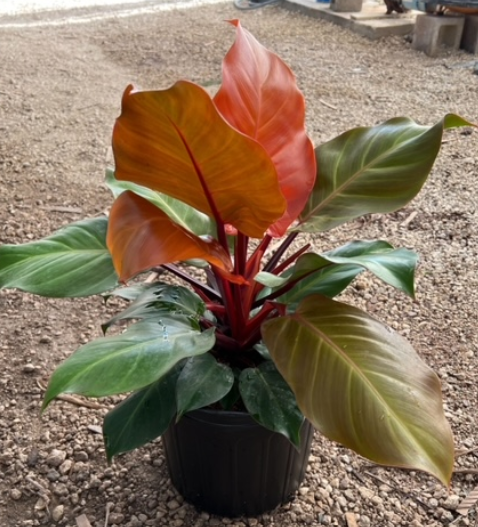 Philodendron, McColley's Finale