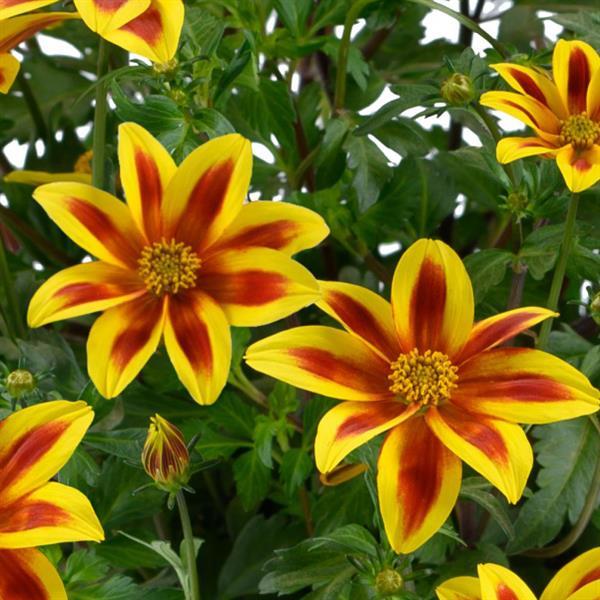 Bidens, Blazing Star