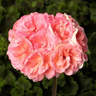 Geranium, Patriot Rosalie Antique Salmon