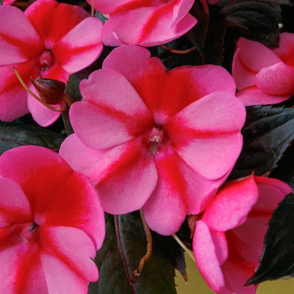 Impatiens, Sunpatiens Compact Candy Red