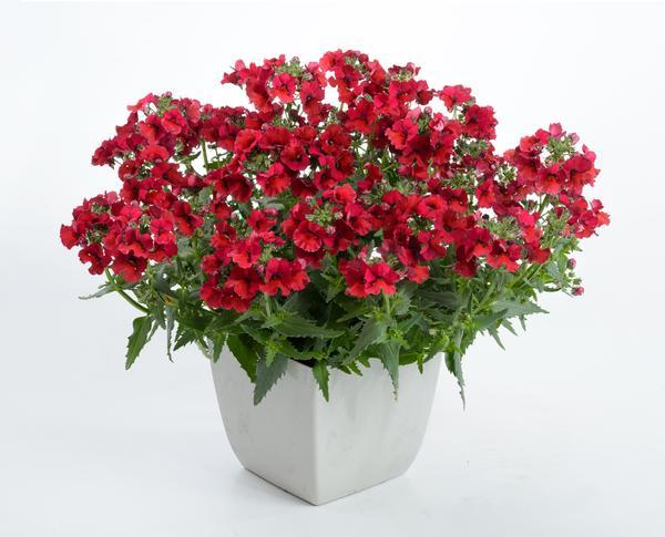Nemesia, Nesia Burgundy