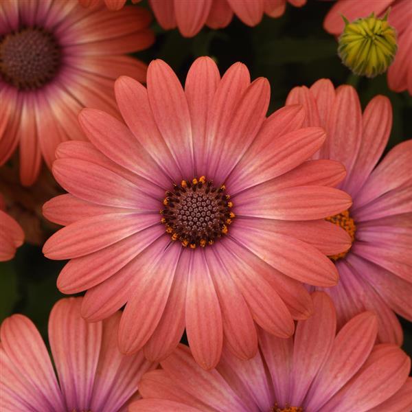 Osteospermum, Serenity Coral Magic