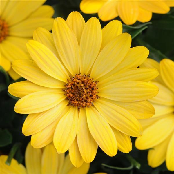 Osteospermum, Serenity Deep Yellow