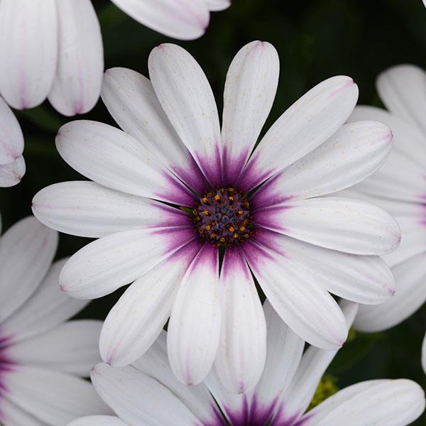 Osteospermum, Serenity Lavender Frost
