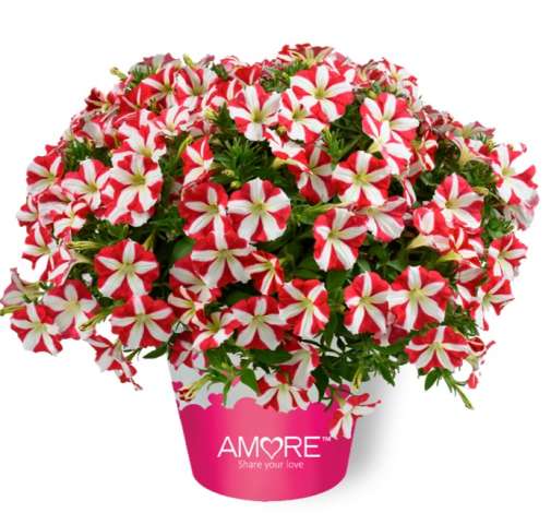 Petunia, Amore King Of Hearts
