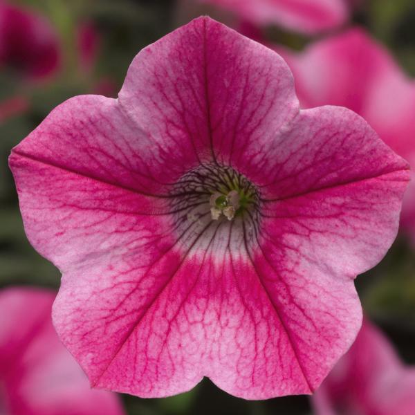 Petunia, Dekko Star Rose