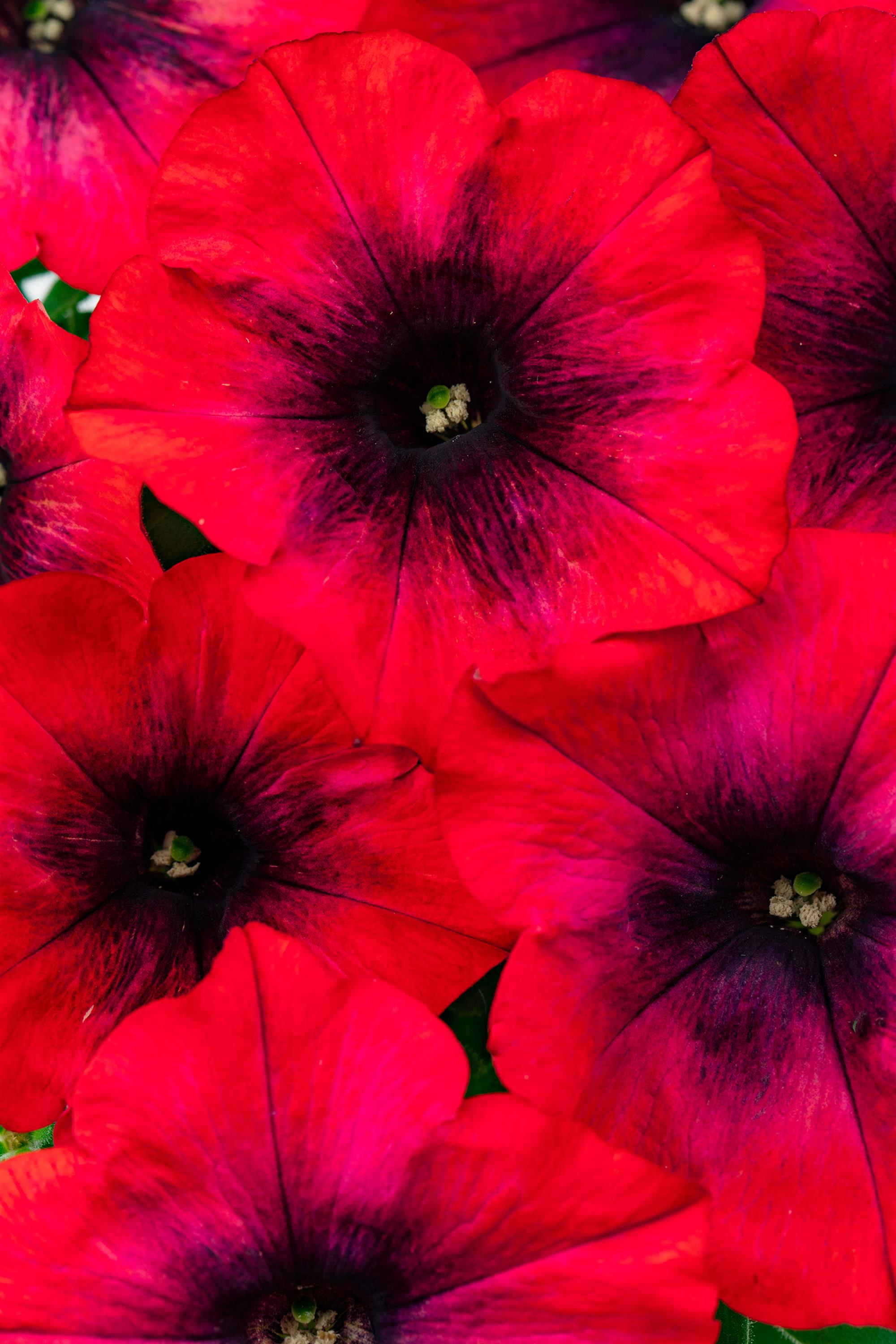 Petunia, Hell's Ember