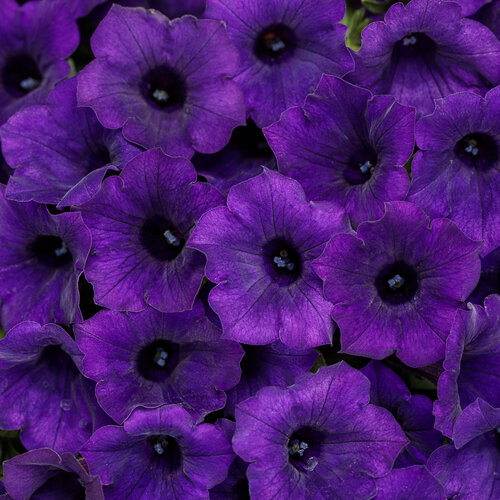 Petunia, Mini Vista Ultramarine