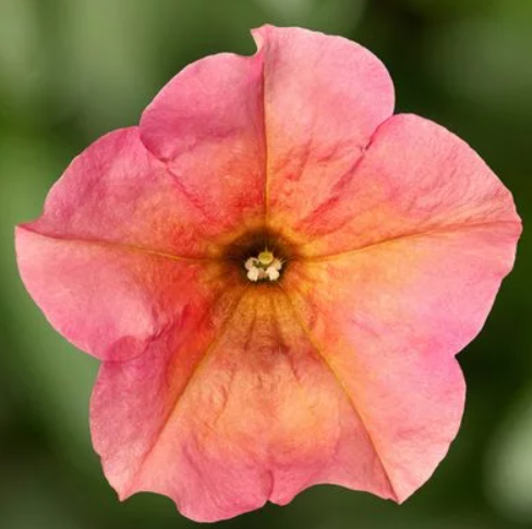 Petunia, Sanguna Mango Punch