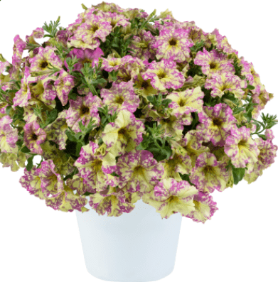 Petunia, Splash Dance Poppin Pink
