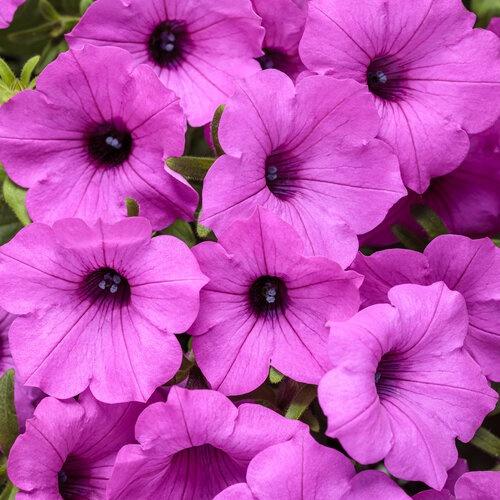 Petunia, Supertunia Vista Jazzberry