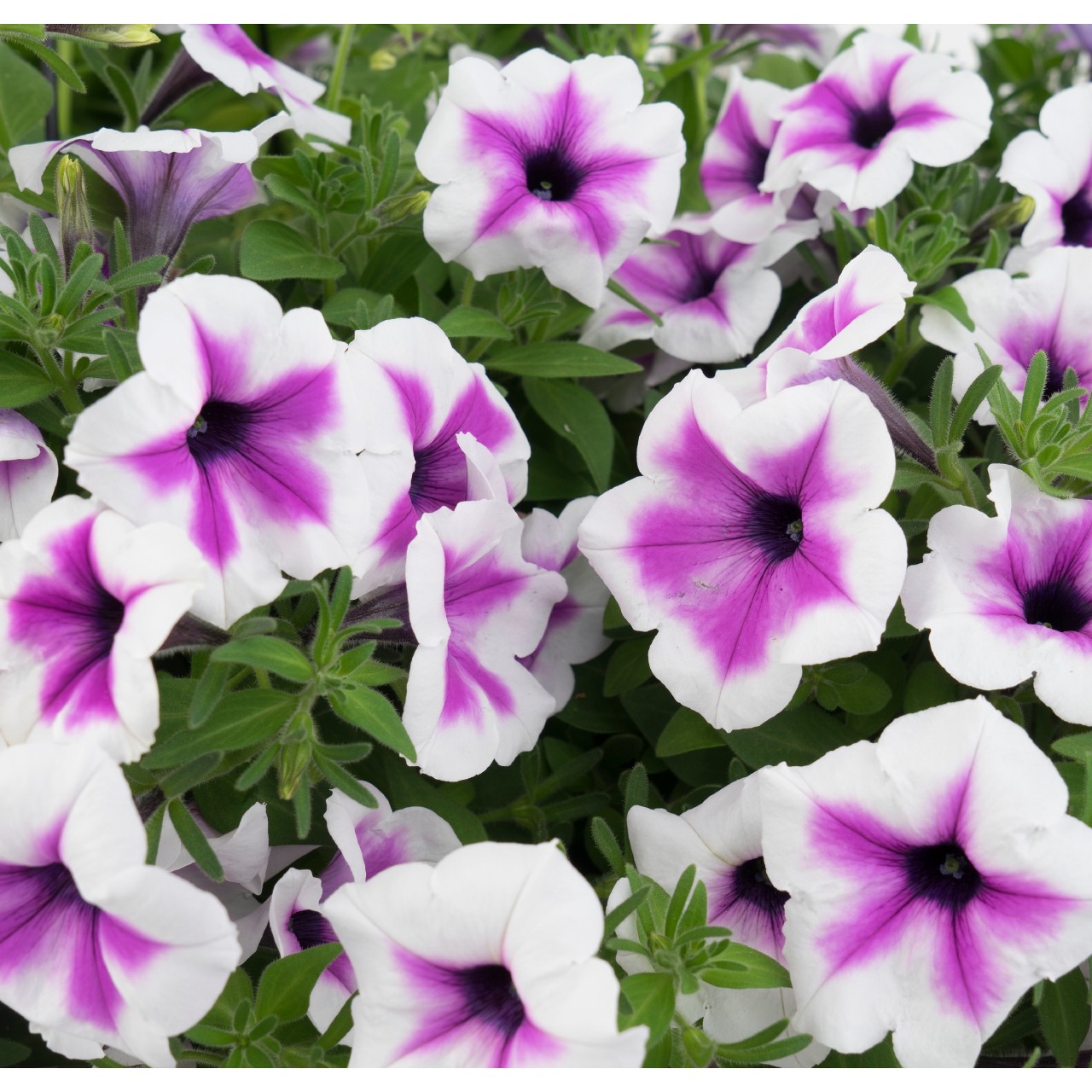 Petunia, Surprise Purple Dance