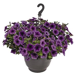 Petunia, Surprise Purple Sky