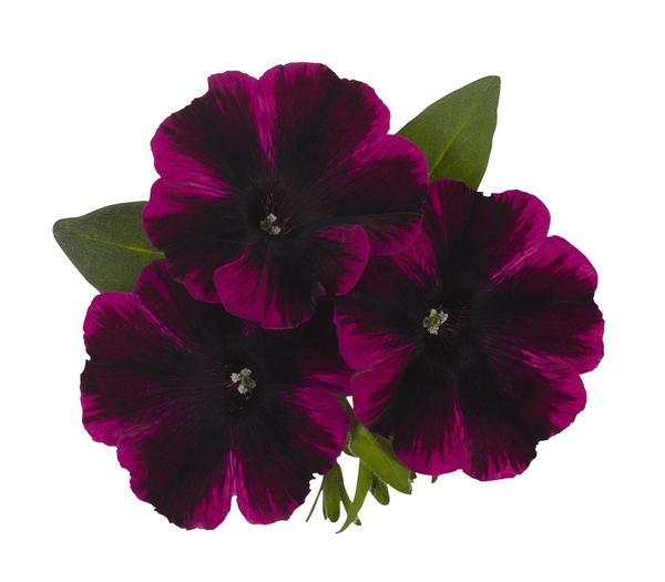 Petunia, Sweetunia Johnny Flame