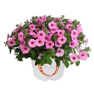 Petunia, Durabloom Royal Pink