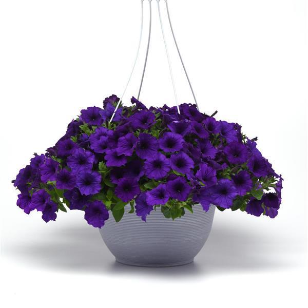 Petunia, Easy Wave Blue