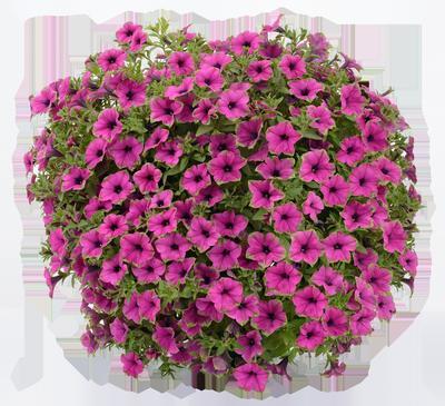 Petunia, Cascadias Pitaya