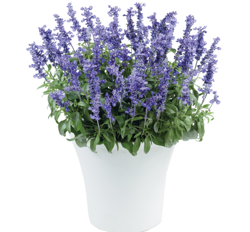Salvia, Sallyfun Deep Ocean 