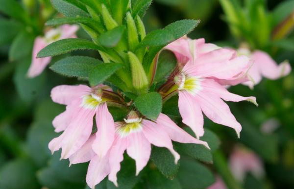 Scaevola, Bombay Pink