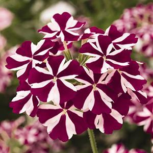 Verbena, Empress Flair Burgundy