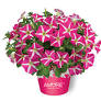 Petunia, Amore Pink Heart