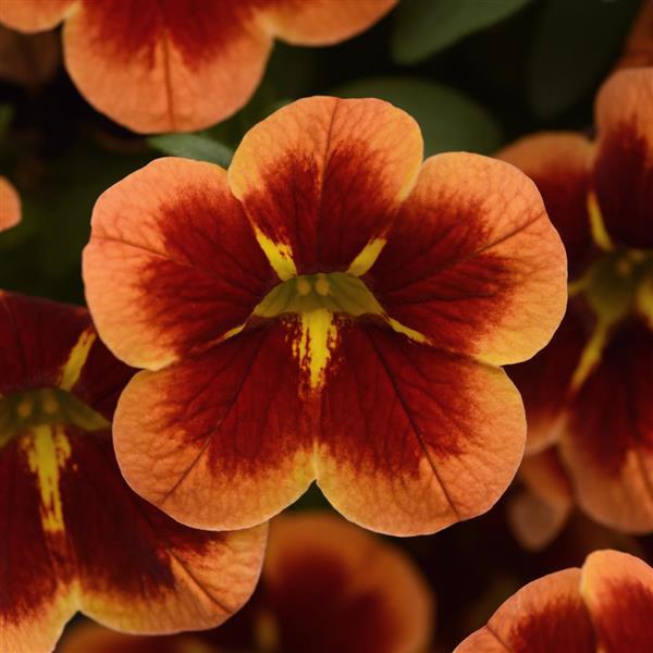 Calibrachoa, Bumble Bee Orange