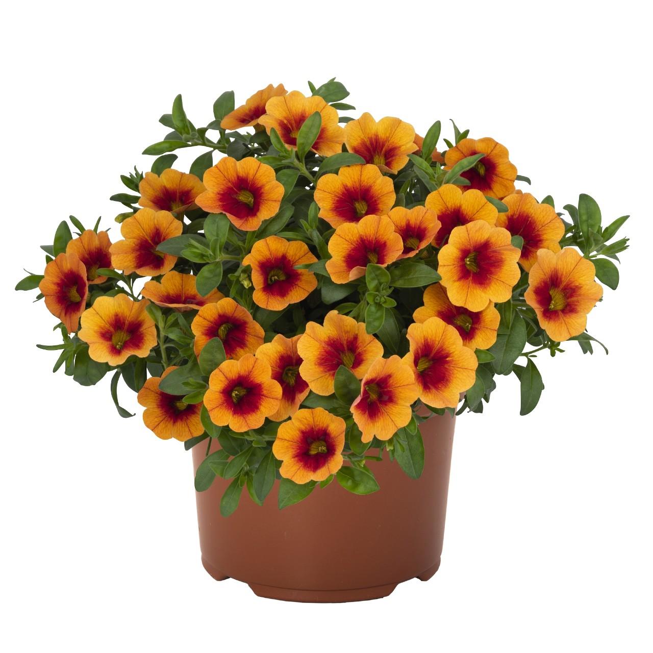 Calibrachoa, Aloha Kona Hula Gold Medal