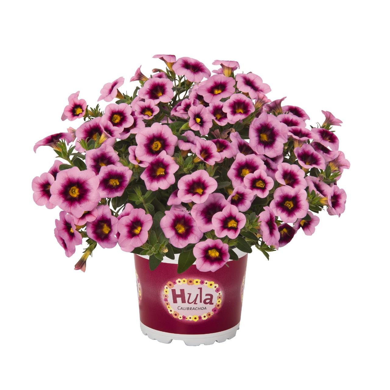 Calibrachoa, Aloha Kona Hula Soft Pink