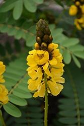 Popcorn Plant, Cassia Yellow