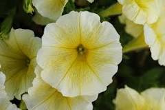 Petunia, Easy Wave Yellow