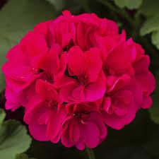 Geranium, Calliope Large Magenta