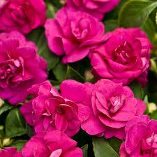 Impatiens, Rockapulco Purple