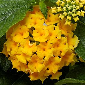 Lantana, Bandolista Pineapple