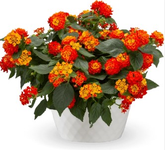 Lantana, Bandolista Red Chili