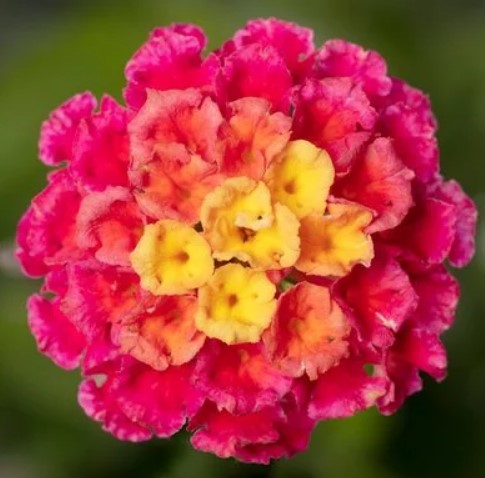 Lantana, Bandolero Lychee