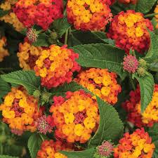 Lantana, Luscious Citrus Blend