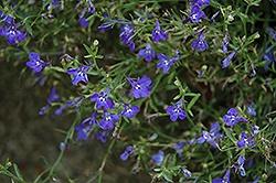 Lobelia, Techno Heat Dark Blue