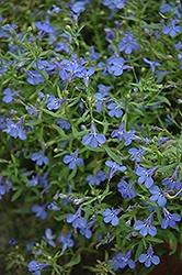 Lobelia, Techno Heat Electric Blue