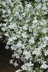 Lobelia, Techno Heat White