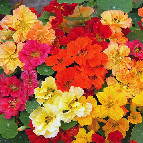 Nasturium, Whirlybird Mix