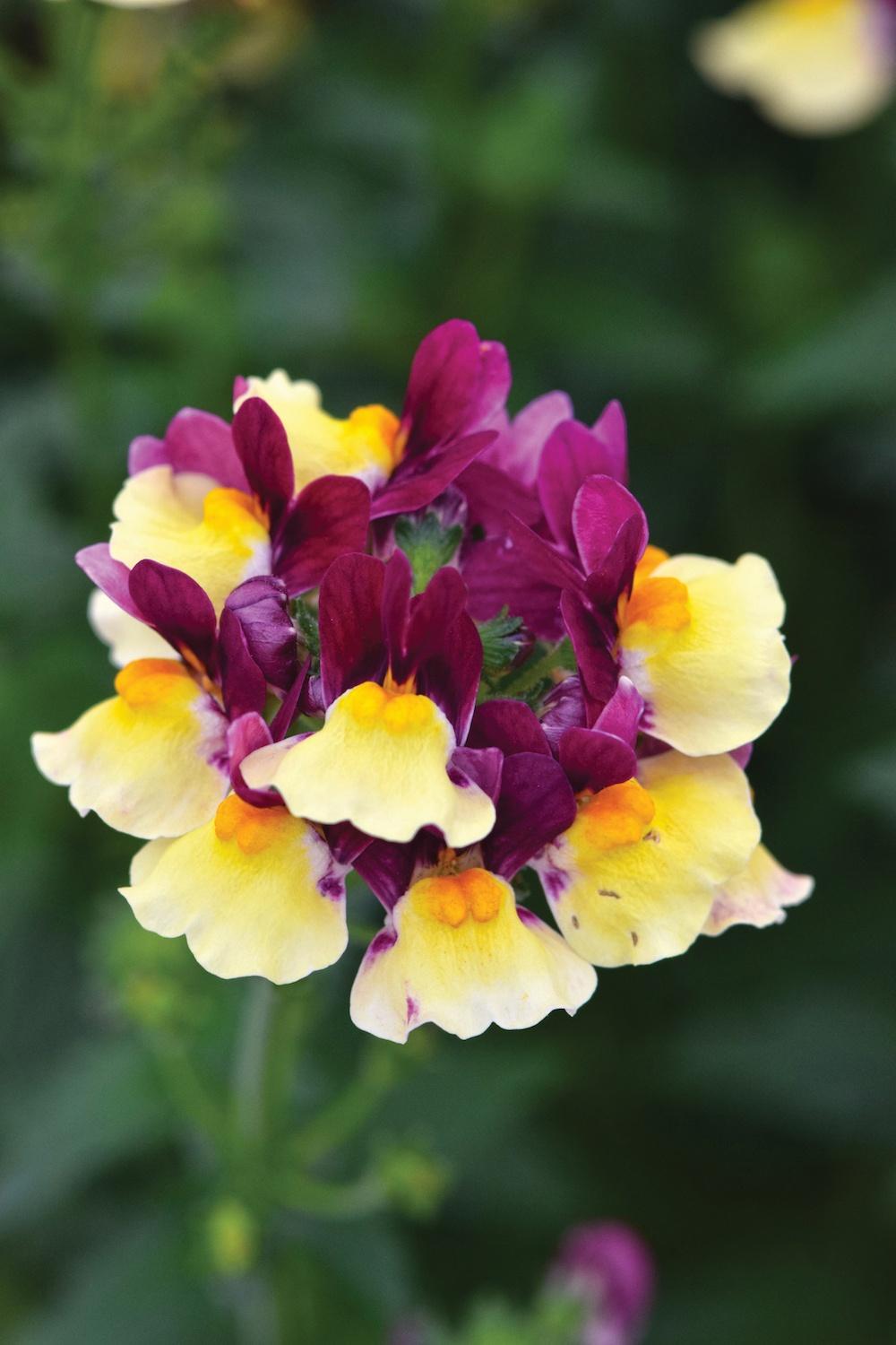 Nemesia, Raspberry Lemonade