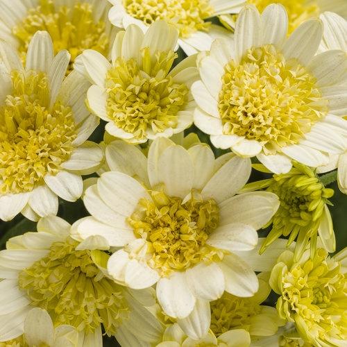 Osteospermum, Bright Lights Double Moonglow