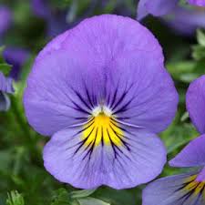 Pansy, Cool Wave Blue Skies