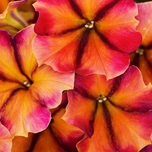 Petunia, Crazytunia Tiki Torch