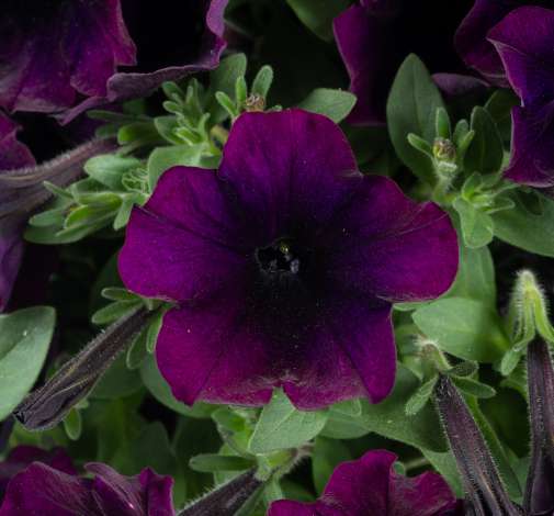 Petunia, Capella Mulberry