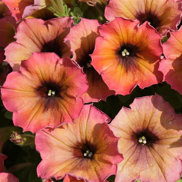 Petunia, Cascadias Arizona Sky