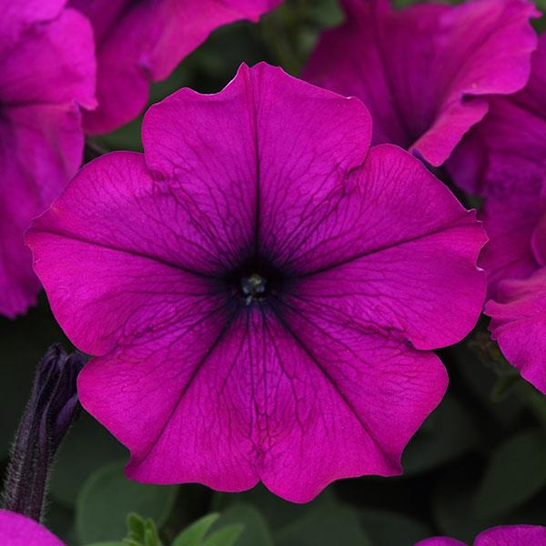 Petunia, Easy Wave Violet